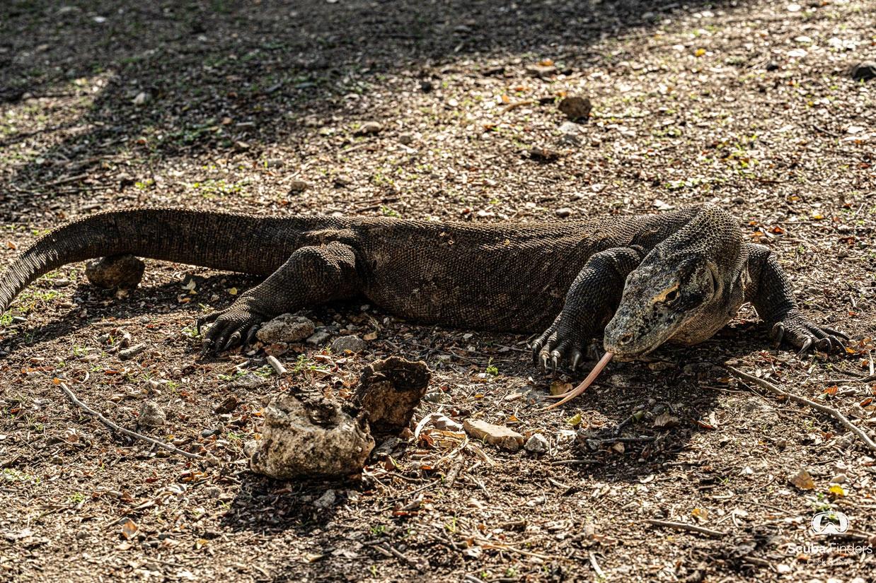 On the way to Komodo: one way