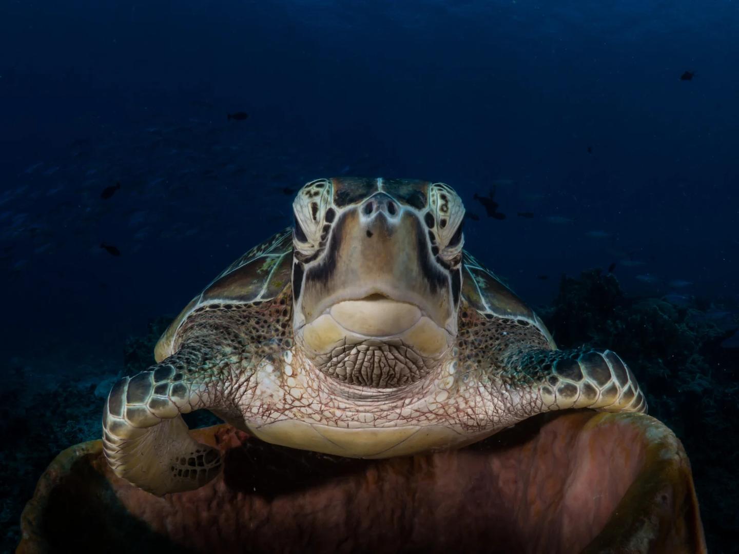  Llegada a Manado y traslado a Lembeh
