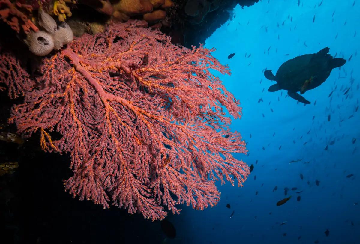  Llegada a Manado y traslado a Lembeh