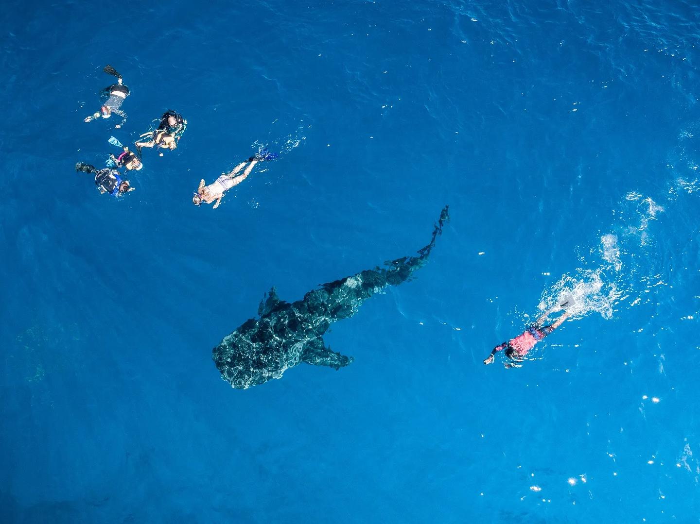 Tiburón ballena y mantas en Dhangethi