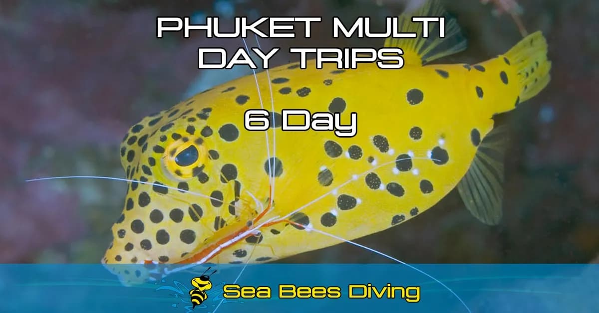 Pack Buceo 6 días - Phuket