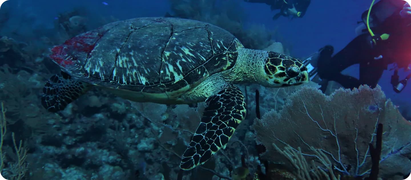 Expedición de Buceo Tres Lugares (Tercia de Ases)