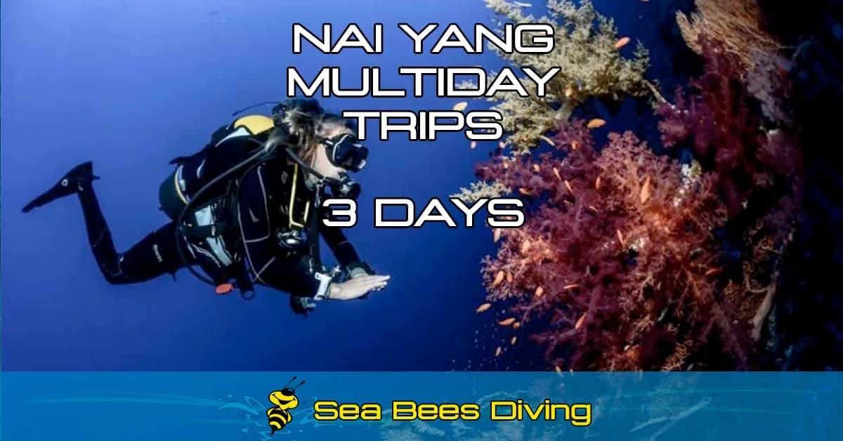 Pack Discovery – 3 días, 6 inmersiones