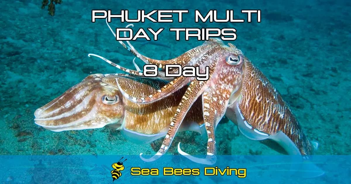 Pack Buceo 8 días - Phuket