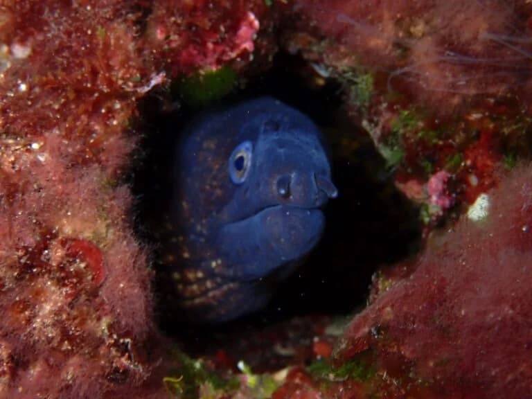 Fun dive with equipment in Tossa de Mar