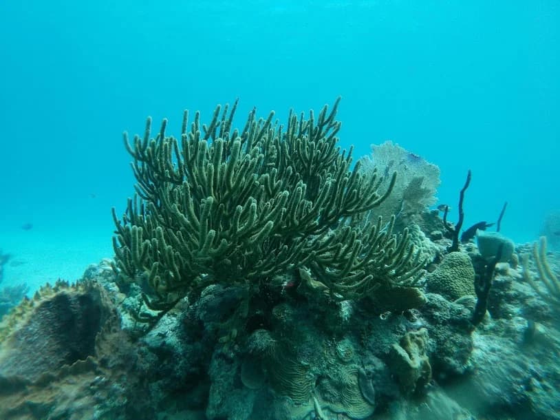 Inmersión en Park Reef