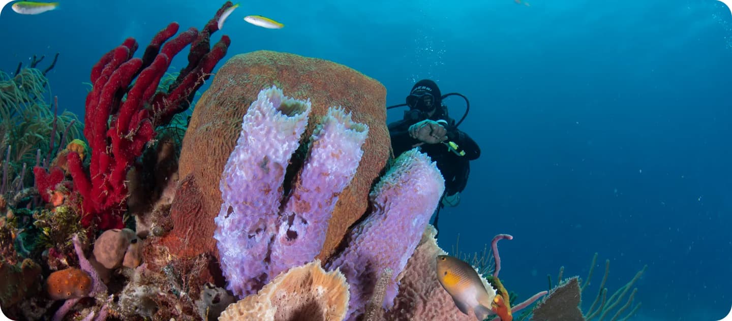 Expedición de buceo en Uvero
