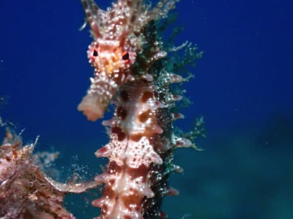 Fun dive in Tossa de Mar