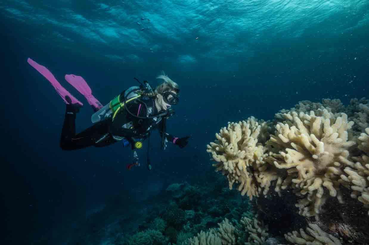 Open Water Diver Course