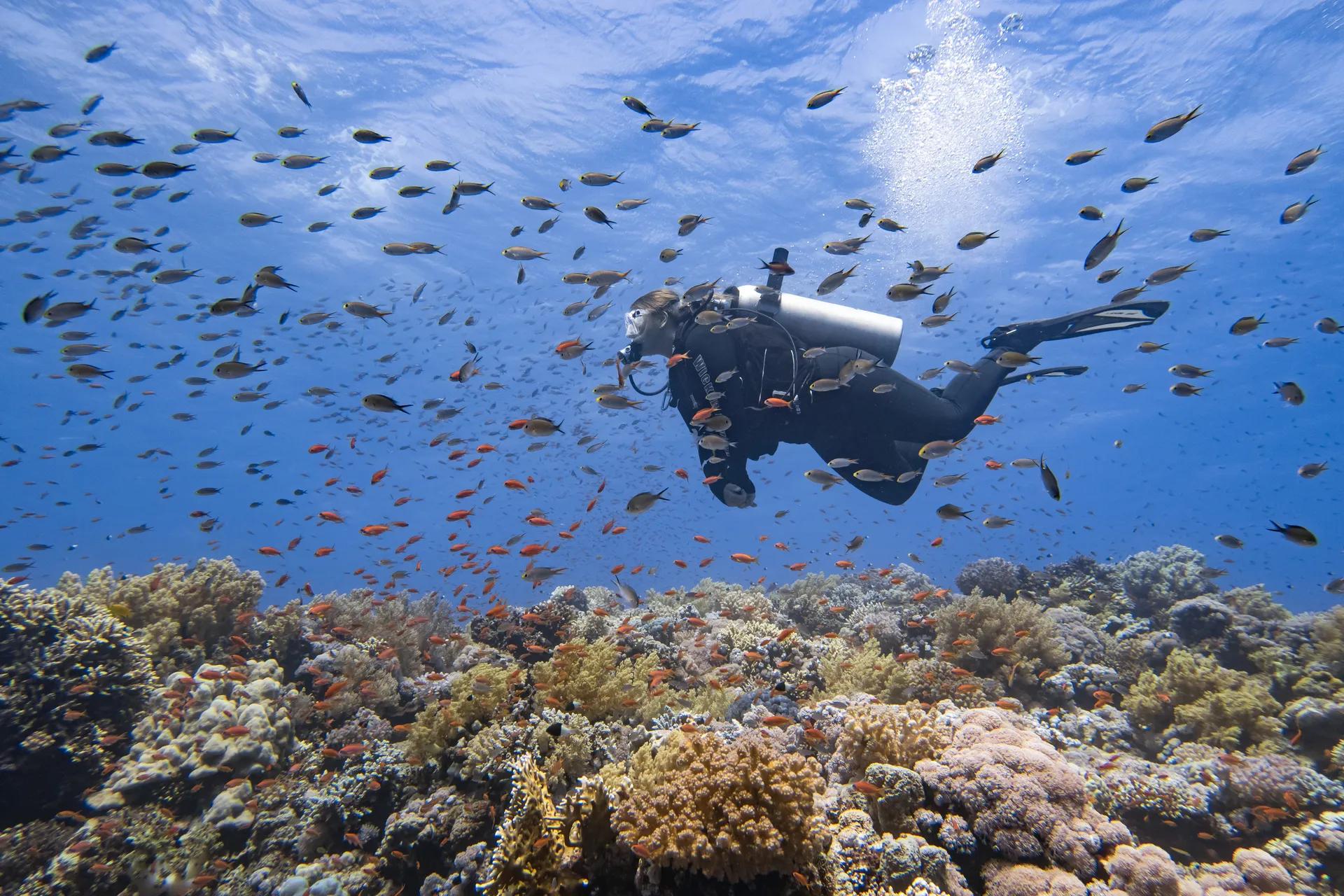 Red Sea - The Best of Dahab