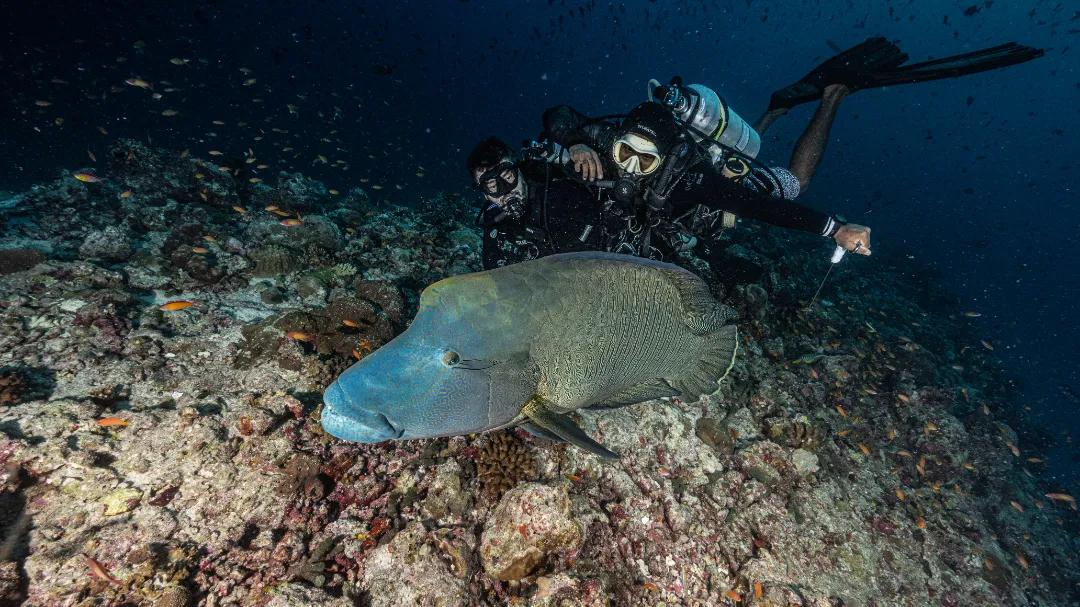 Rasdhoo - Napoleon fish, pelagics, and coral
