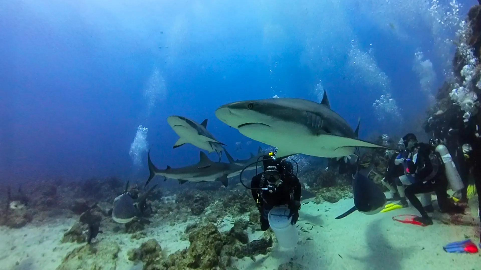 Roatán: Tiburones del Caribe