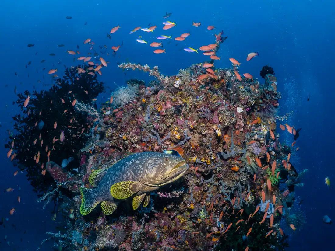 Sulawesi norte: el triángulo de coral
