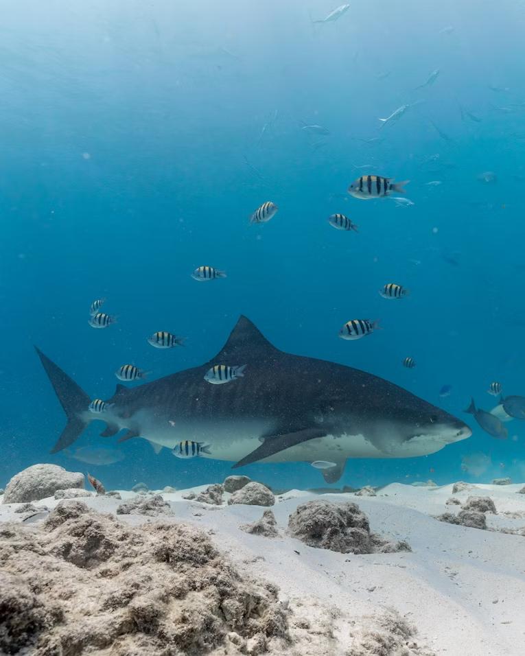 Fuvahmulah Full Diving Experience - 9 noches