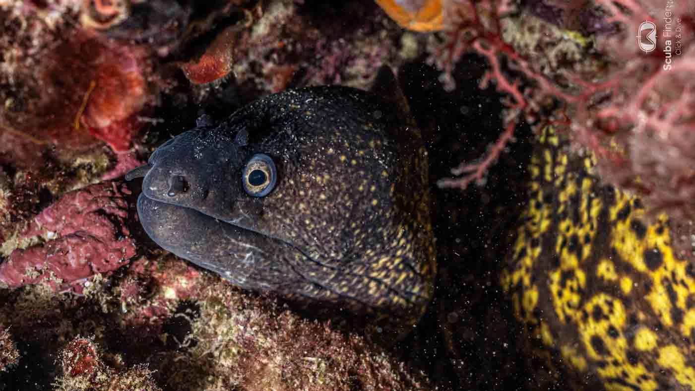 marine-ecology-speciality-the-blue-jump-la-azohia