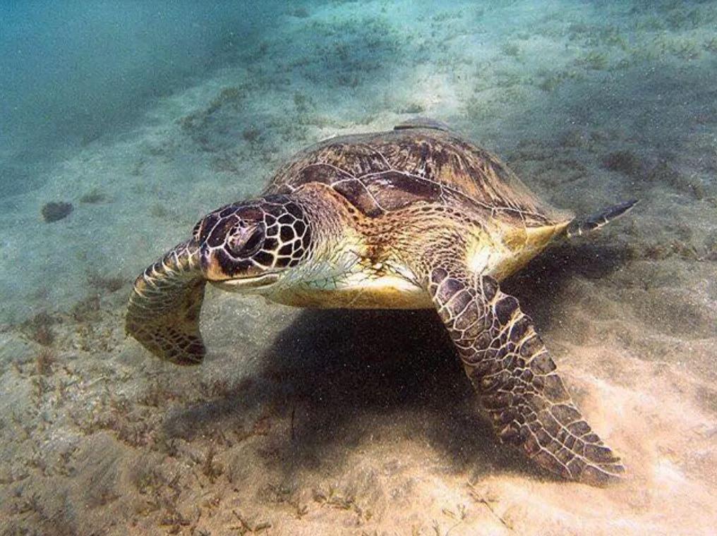 mahahual-chinchorro-scuba-finders-alux-divers