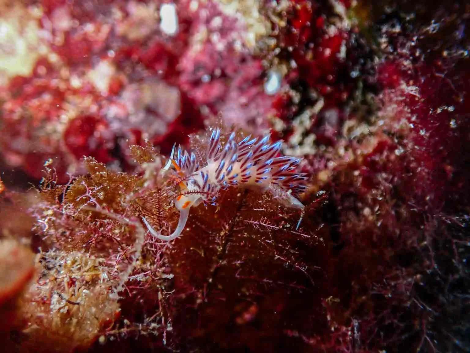 fun-dive-at-soller-divers