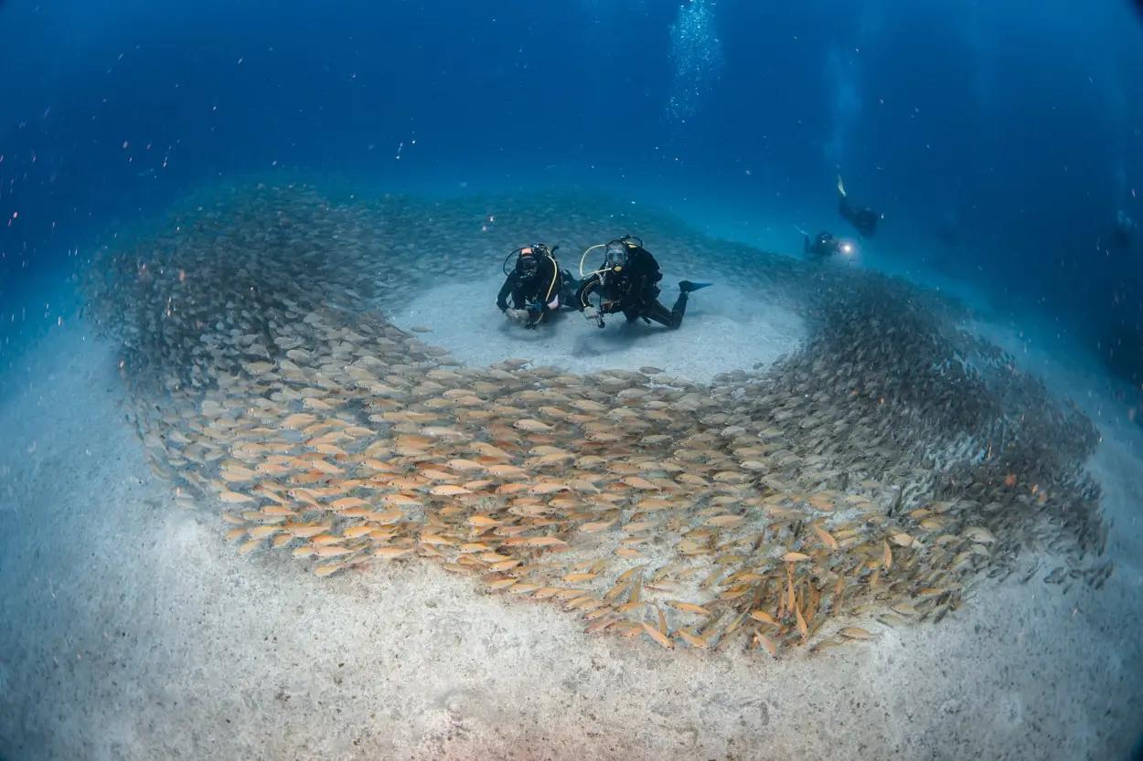 fun-dive-wth-equipment-at-deep-fin-tenerife-las-galletas