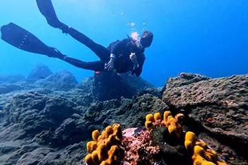 inmersion-bayahibe-dolin-dive-center