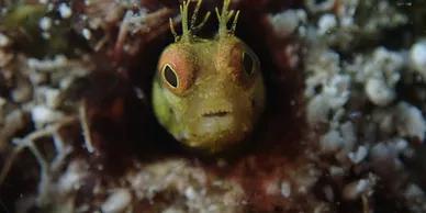 inmersión simple en Cozumel. Dive With Martin | Scuba Finders