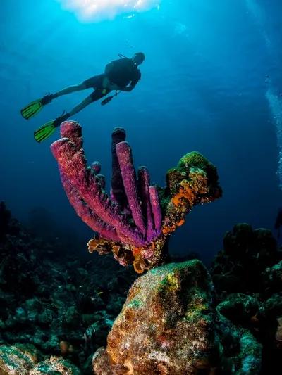 night-dive-specialty-epsilon-corazao-caribe