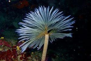 fun-dive-with-equipment-at-subfari-portinatx-ibiza