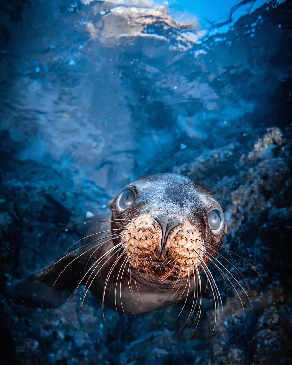 pack-7-nights-5-days-buceo-carey-mexico
