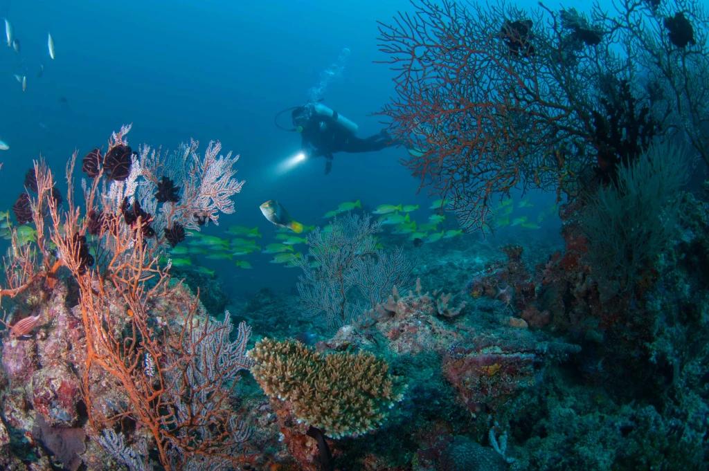Advanced-open-water-hulhumale-scuba-finders