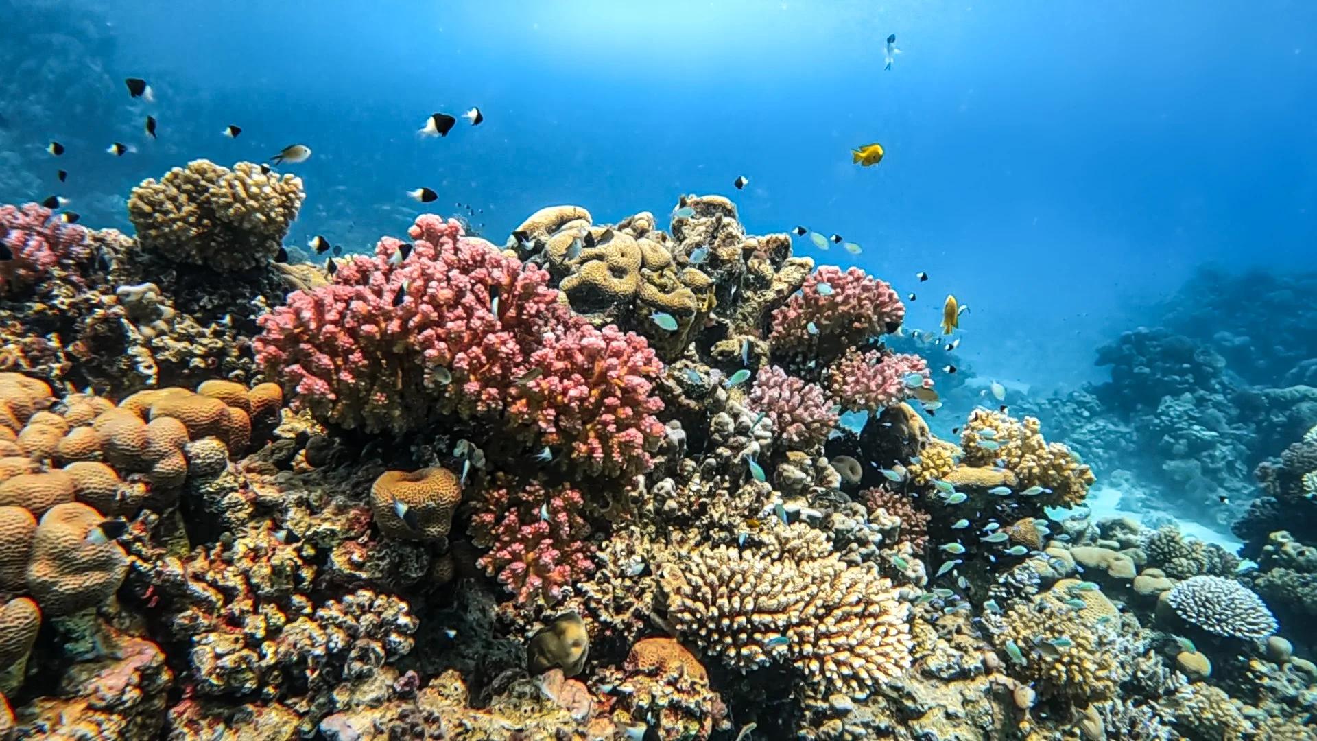 fun-dive-from-beach-la-tribu-dive-tenerife