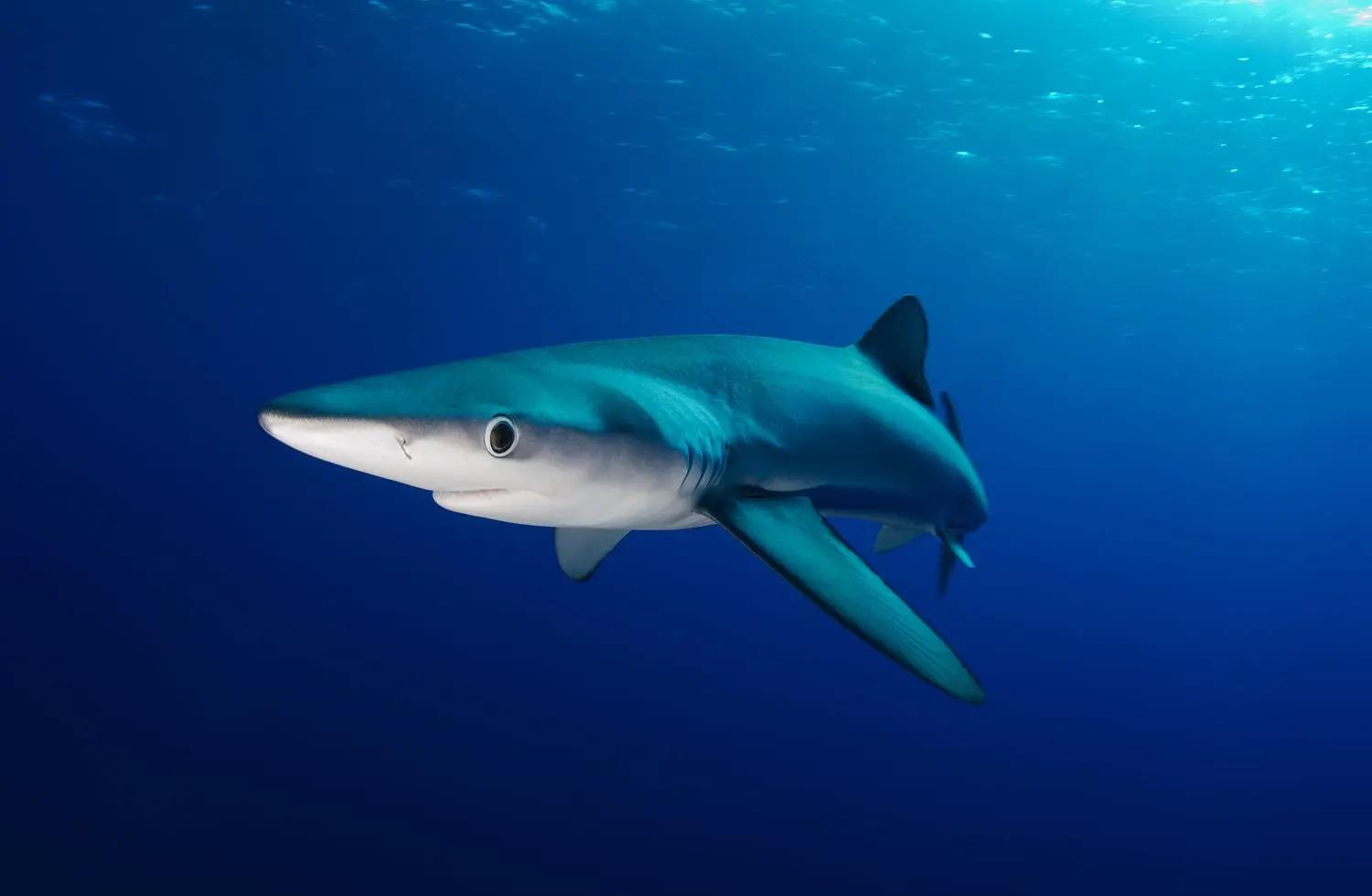 double-fun-dive-blue-shark-haliotis-faial-azores-portugal