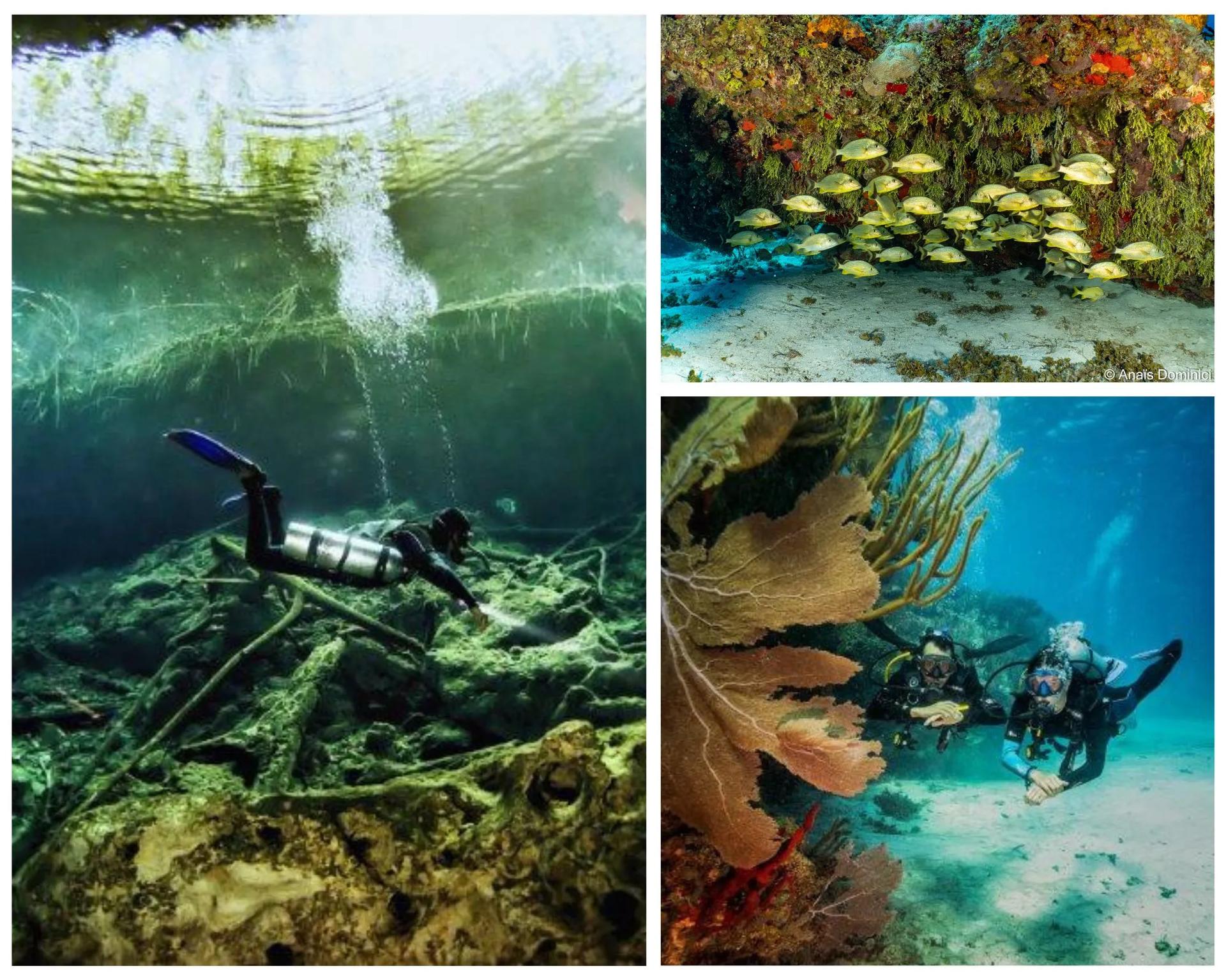 6 days of diving with Scuba Finders. Dune Playa del Carmen