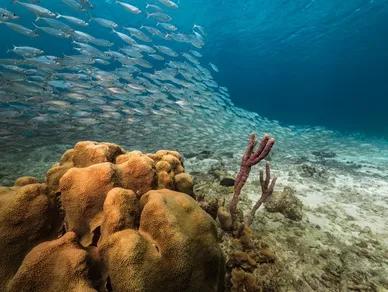 fun-dive-at-epsilon-curazao-caribe