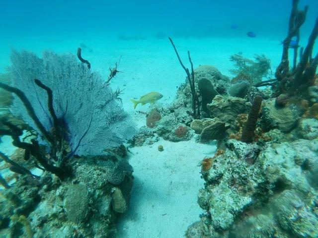 the-anchor-dive-dominican-republic