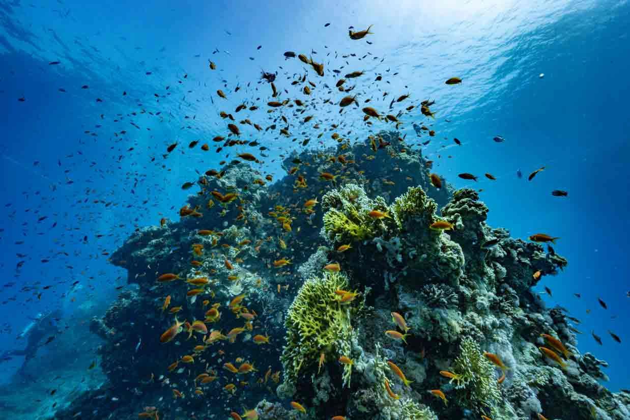 open-water-diver-course-haliotis-cape-verde