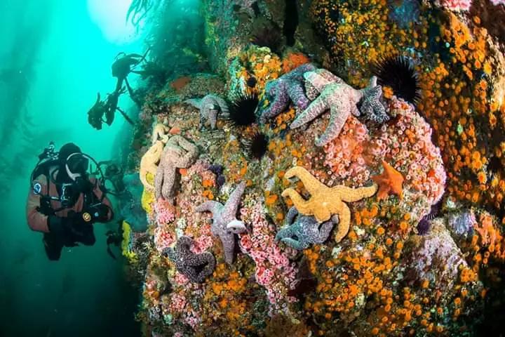 8-nights-and-14-dives-baja-california-the-cortez-club
