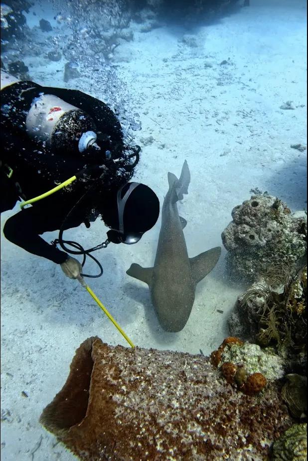 discover-xcalak-alux-divers-scuba-finders