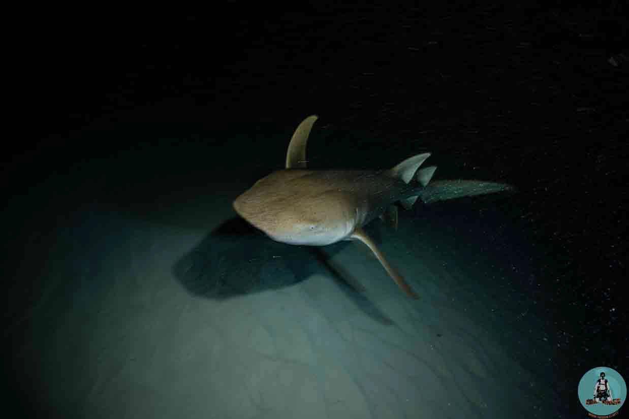 night-dive-specialty-deep-divers-tenerife