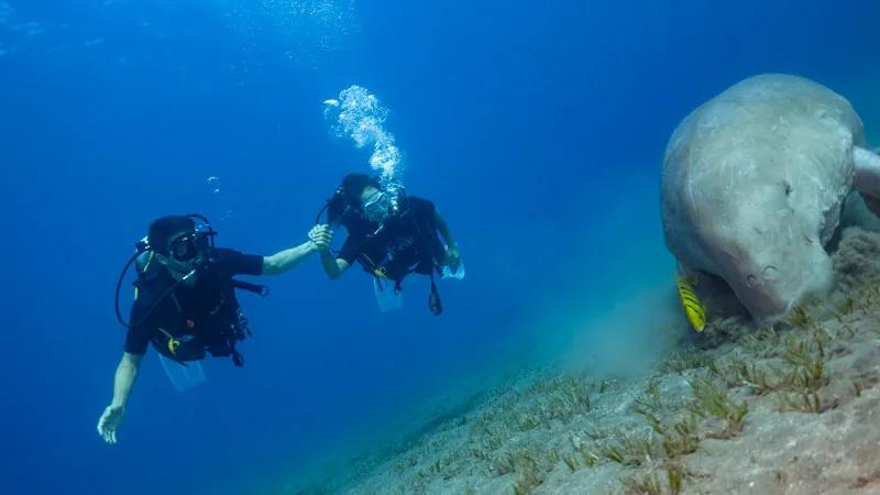 red-sea-marsa-alam-egipt-blue-ocean-scuba-finders