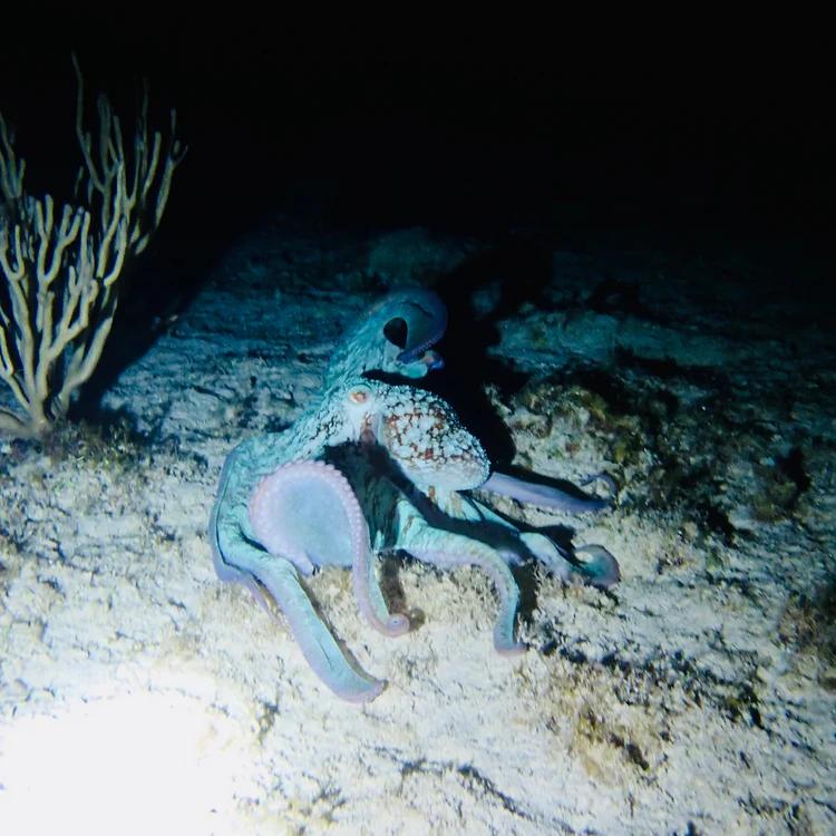 night-dive-specialty-gozo-dive-malta