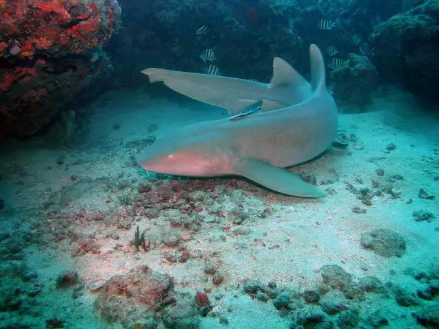 shark-point-dominican-republic_2