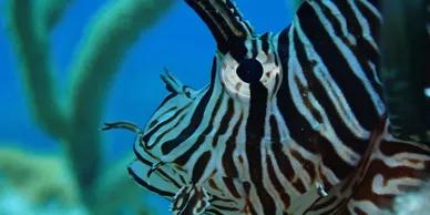 inmersión triple en Cozumel. Dive With Martin | Scuba Finders