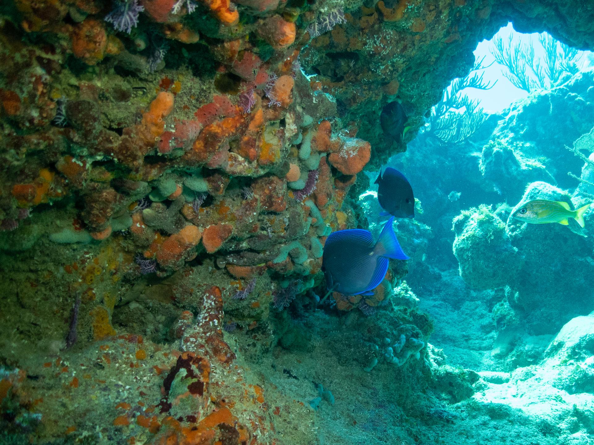 4-dives-2-days-scuba-finders-dominican-republic