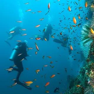 buceo-nocturno-isla-san-andres-banda-dive