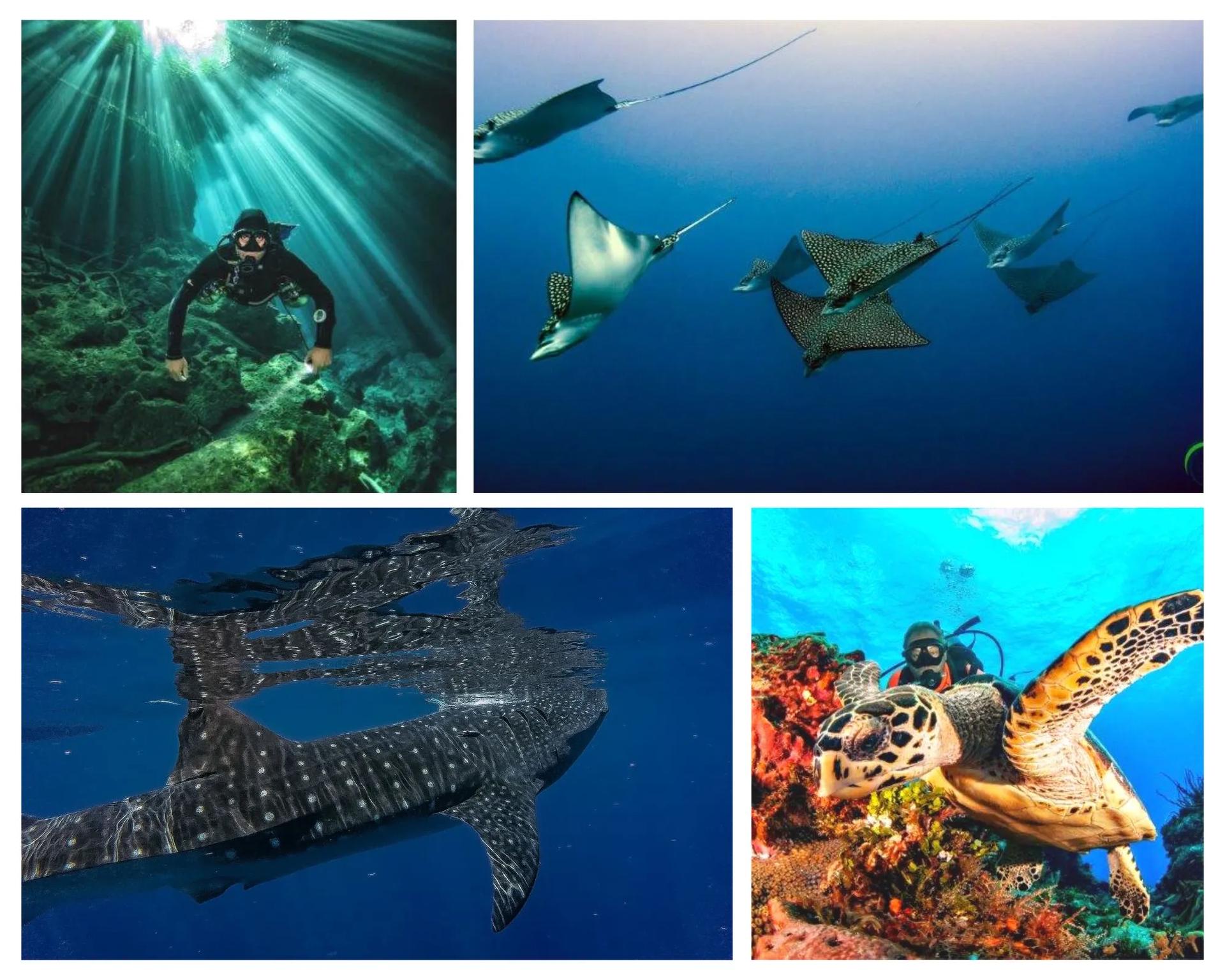 whale-shark-diving-in-isla-mujeres-Scuba-Finders-Dune-Playa-del-Carmen