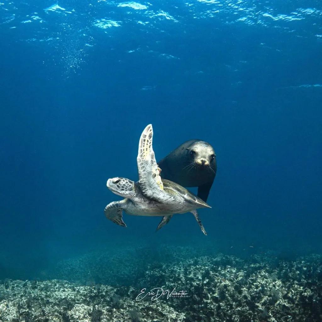 pack-14-nights-10-days-buceo-carey-mexico