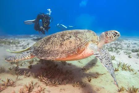 diving-marsa-alam