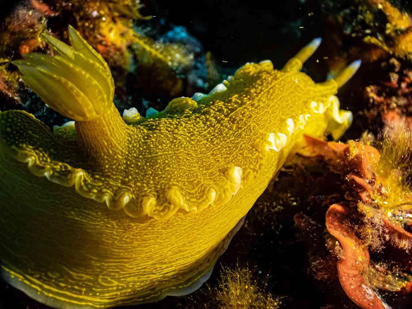 underwater-naturalist-specialty-octopus-scuba-mallorca