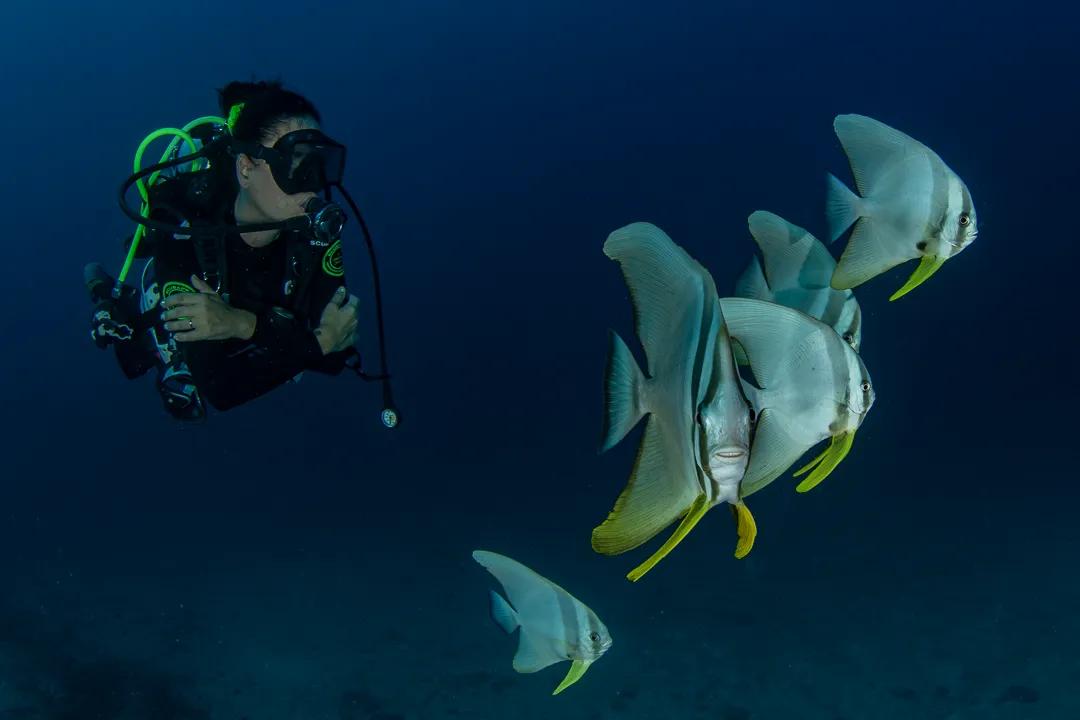 dive-at-dharavandhoo
