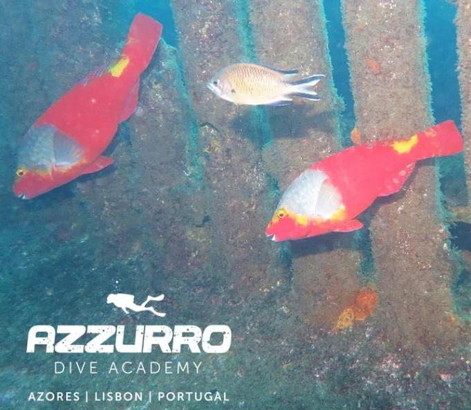 fun-dive-azzurro-azores