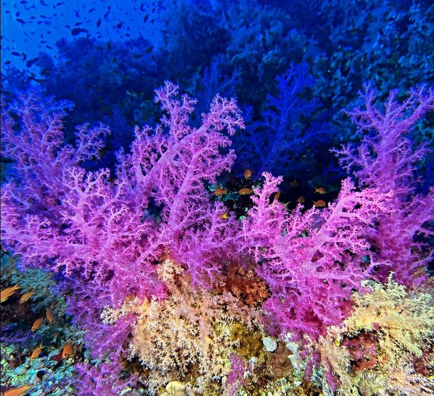 fun-dive-at-moondive